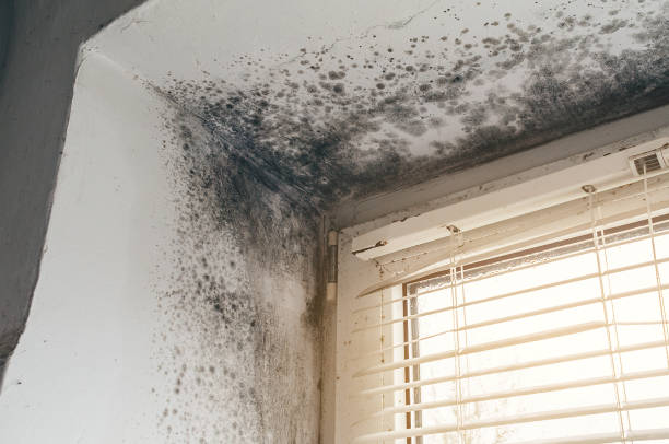 Affordable Attic Mold Remediation solutions in Barton, MD